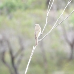 Caligavis chrysops at Ku-ring-gai Chase National Park - 6 Jun 2024