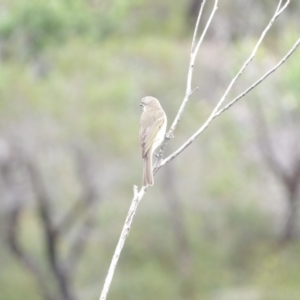 Caligavis chrysops at Ku-ring-gai Chase National Park - 6 Jun 2024 10:34 AM