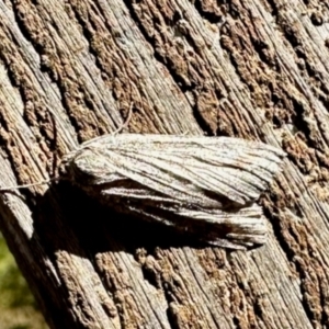 Capusa (genus) at Aranda, ACT - 9 Jun 2024