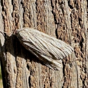 Capusa (genus) at Aranda, ACT - 9 Jun 2024