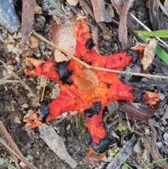 Unidentified Stinkhorn, radiating arms atop a stem at Greenlands, QLD - 9 Jun 2024 by Nameer