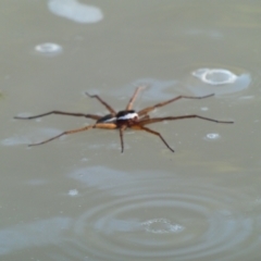 Dolomedes (genus) (Fishing spider) at Wilcannia, NSW - 4 Sep 2020 by MB