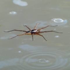 Unidentified Spider (Araneae) at Wilcannia, NSW - 3 Sep 2020 by MB