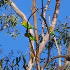 Melopsittacus undulatus (Budgerigar) at Tilpa, NSW - 3 Sep 2020 by MB