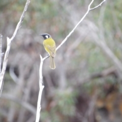 Nesoptilotis leucotis (White-eared Honeyeater) at Ku-Ring-Gai Chase, NSW - 6 Jun 2024 by MatthewFrawley