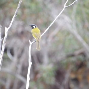 Nesoptilotis leucotis at Ku-ring-gai Chase National Park - 6 Jun 2024 10:34 AM