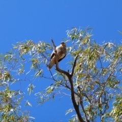 Haliastur sphenurus (Whistling Kite) at Wilcannia, NSW - 4 Sep 2020 by MB
