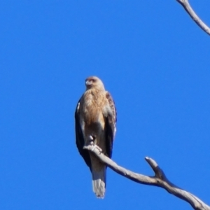 Haliastur sphenurus at Wilcannia, NSW - 5 Sep 2020