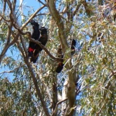 Calyptorhynchus banksii (Red-tailed Black-cockatoo) at Wilcannia, NSW - 5 Sep 2020 by MB