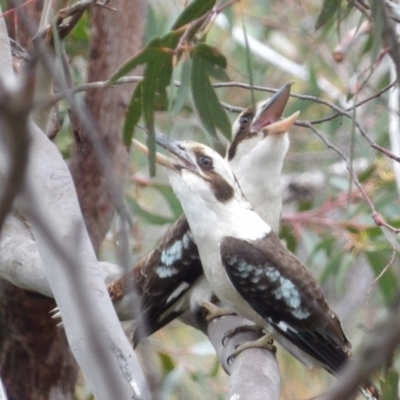 Dacelo novaeguineae (Laughing Kookaburra) at Ku-Ring-Gai Chase, NSW - 6 Jun 2024 by MatthewFrawley