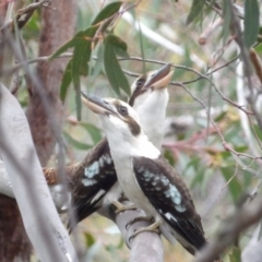 Dacelo novaeguineae at Ku-ring-gai Chase National Park - 6 Jun 2024 10:49 AM