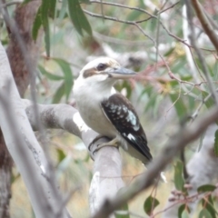 Dacelo novaeguineae at Ku-ring-gai Chase National Park - 6 Jun 2024 10:49 AM