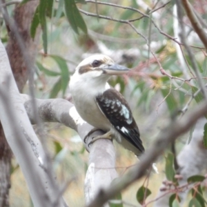 Dacelo novaeguineae at Ku-ring-gai Chase National Park - 6 Jun 2024 10:49 AM