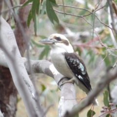 Dacelo novaeguineae at Ku-ring-gai Chase National Park - 6 Jun 2024 10:49 AM