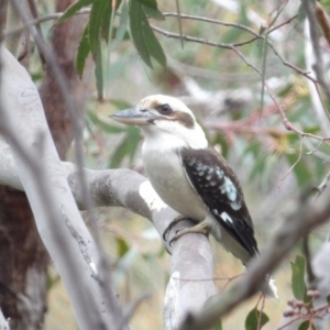 Dacelo novaeguineae at Ku-ring-gai Chase National Park - 6 Jun 2024 10:49 AM
