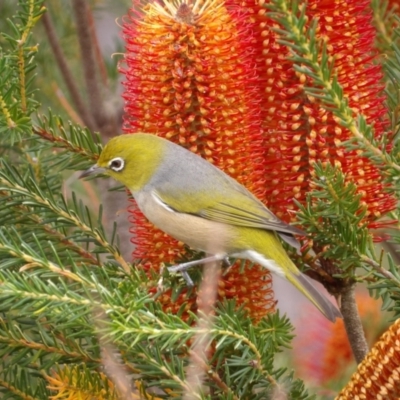 Zosterops lateralis (Silvereye) at Ku-Ring-Gai Chase, NSW - 6 Jun 2024 by MatthewFrawley