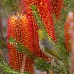 Zosterops lateralis at Ku-ring-gai Chase National Park - 6 Jun 2024