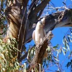 Cacatua sanguinea (Little Corella) at Wilcannia, NSW - 5 Sep 2020 by MB