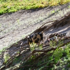 Sus scrofa (Pig (feral)) at Wilcannia, NSW - 6 Sep 2020 by MB