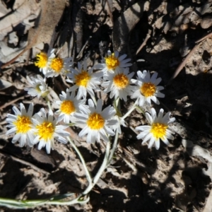 Rhodanthe floribunda at Wilcannia, NSW - 6 Sep 2020