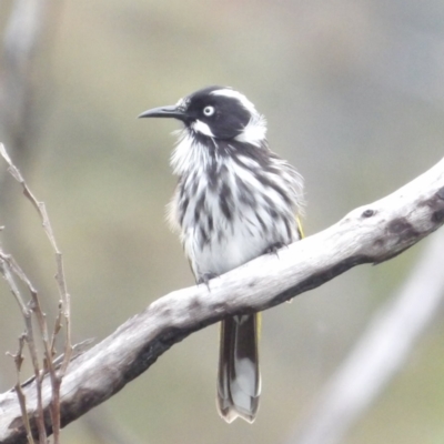 Phylidonyris novaehollandiae (New Holland Honeyeater) at Ku-Ring-Gai Chase, NSW - 6 Jun 2024 by MatthewFrawley