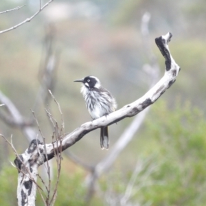 Phylidonyris novaehollandiae at Ku-ring-gai Chase National Park - 6 Jun 2024