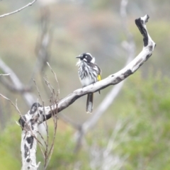 Phylidonyris novaehollandiae at Ku-ring-gai Chase National Park - 6 Jun 2024