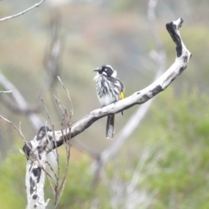 Phylidonyris novaehollandiae at Ku-ring-gai Chase National Park - 6 Jun 2024