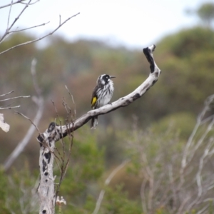 Phylidonyris novaehollandiae at Ku-ring-gai Chase National Park - 6 Jun 2024