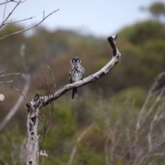 Phylidonyris novaehollandiae at Ku-ring-gai Chase National Park - 6 Jun 2024