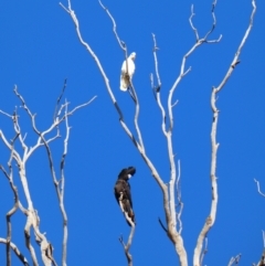 Calyptorhynchus banksii (Red-tailed Black-cockatoo) at Wilcannia, NSW - 6 Sep 2020 by MB