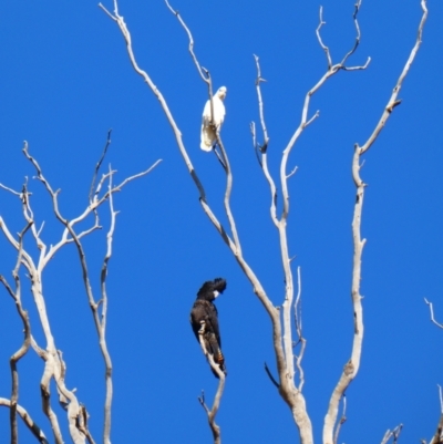 Calyptorhynchus banksii (Red-tailed Black-cockatoo) at Wilcannia, NSW - 6 Sep 2020 by MB