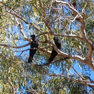 Calyptorhynchus banksii (Red-tailed Black-cockatoo) at Wilcannia, NSW - 7 Sep 2020 by MB