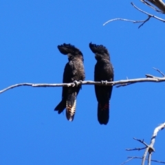 Calyptorhynchus banksii at Wilcannia, NSW - 7 Sep 2020 10:54 AM