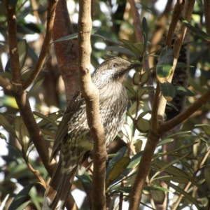 Anthochaera chrysoptera at Narrabeen, NSW - 7 Jun 2024 08:24 AM