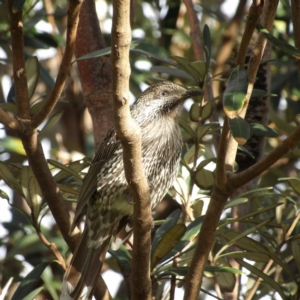 Anthochaera chrysoptera at Narrabeen, NSW - 7 Jun 2024