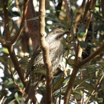 Anthochaera chrysoptera (Little Wattlebird) at Narrabeen, NSW - 6 Jun 2024 by MatthewFrawley