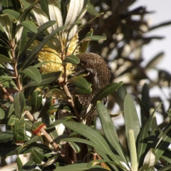 Anthochaera chrysoptera at Narrabeen, NSW - 7 Jun 2024