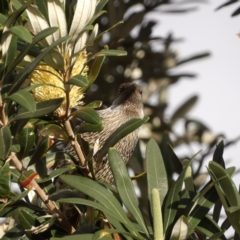 Anthochaera chrysoptera at Narrabeen, NSW - 7 Jun 2024