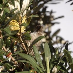 Anthochaera chrysoptera at Narrabeen, NSW - 7 Jun 2024