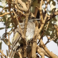 Anthochaera chrysoptera at Narrabeen, NSW - 7 Jun 2024 08:24 AM