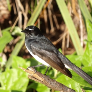 Rhipidura leucophrys at Narrabeen, NSW - 7 Jun 2024 08:32 AM