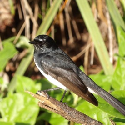 Rhipidura leucophrys (Willie Wagtail) at Narrabeen, NSW - 7 Jun 2024 by MatthewFrawley