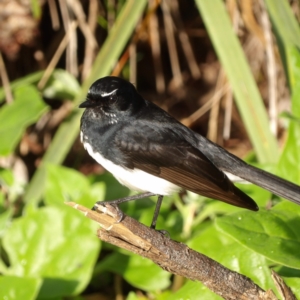 Rhipidura leucophrys at Narrabeen, NSW - 7 Jun 2024