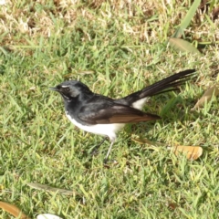 Rhipidura leucophrys at Narrabeen, NSW - 7 Jun 2024 08:32 AM