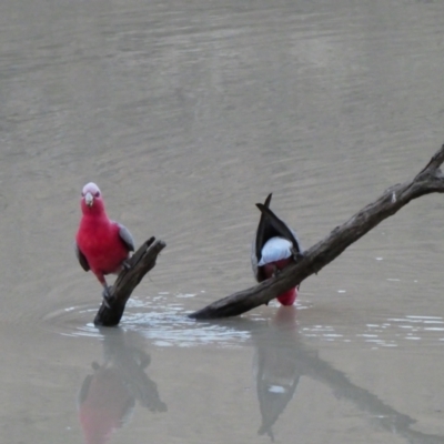 Eolophus roseicapilla (Galah) at Wilcannia, NSW - 7 Sep 2020 by MB