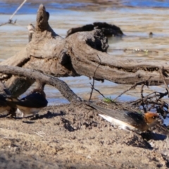 Petrochelidon ariel (Fairy Martin) at Wilcannia, NSW - 7 Sep 2020 by MB