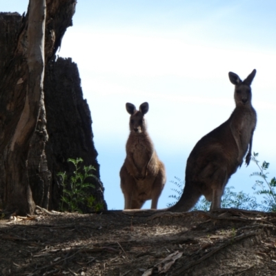 Macropus giganteus (Eastern Grey Kangaroo) at Wilcannia, NSW - 8 Sep 2020 by MB