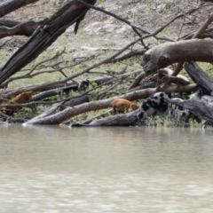 Sus scrofa (Pig (feral)) at Wilcannia, NSW - 8 Sep 2020 by MB