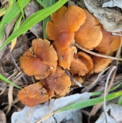 Laccaria sp. at Latham, ACT - 9 Jun 2024 by LD12